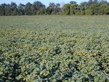 Yellowing of foliage from soybean aphid feeding