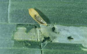 Corn blotch leafminer removed from mine