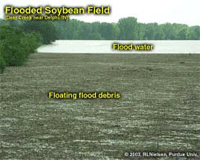 Flooded Soybean Field
