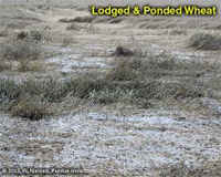 Lodged & Ponded Wheat