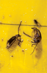 Two captured WCR beetles