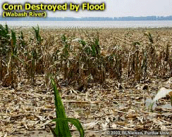 Corn Destroyed by Flood