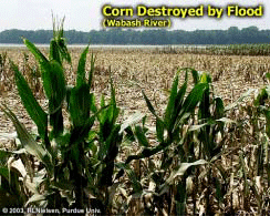 Corn Destroyed by Flood