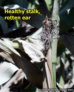 Healthy Stalk, rotten ear