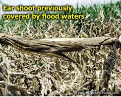 Ear shoot previously covered by flood waters