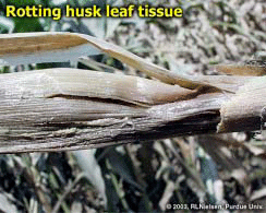 Rotting husk leaf tissue