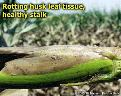 Rotting husk leaf tissue, healthy stalk