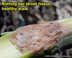 Rotting ear shoot tissue, healthy stalk