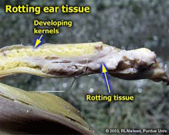 rotting ear tissue