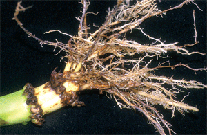WCR damaged roots