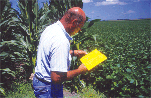 Producer counting WCR beetles on trap