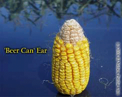 "Beer Can" Ear