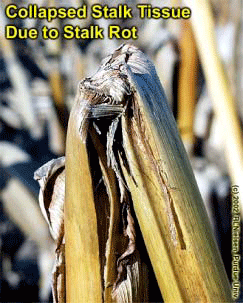 Collapsed Stalk Tissue Due to stalk Rot