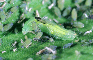 Underside of leaflet with aphids and cast skins