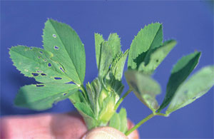 Alfalfa Weevil pin-hold damage