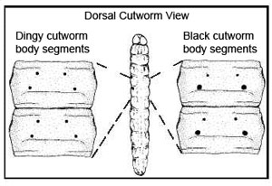 dorsal Cutworm View