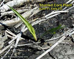 Stunted Corn Plant