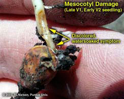Mesocotyl Damage