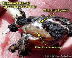 Diseased Kernel