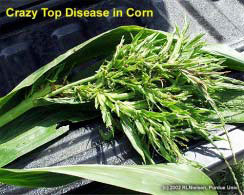 Crazy top disease in corn