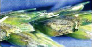 Glume blotch of wheat