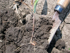 Seedling blight on corn