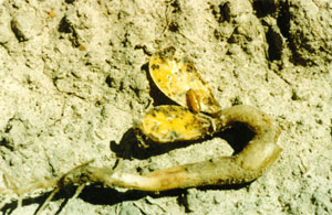 Seedcorn maggot pupa on damaged seedling