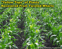 "Yellow Tops" of Plants Recovered From Twisted Whorls