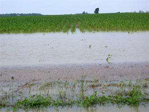 Flooded corn- an all too common sight this week