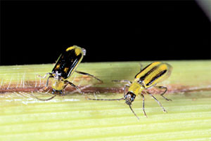 Male and female western corn rootworm beetles