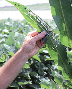 Rootworm beetle corn leaf feeding