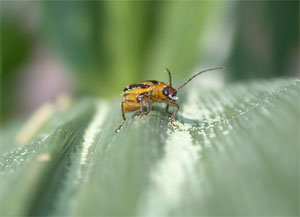 Western corn rootworm beetle feeding on pollen