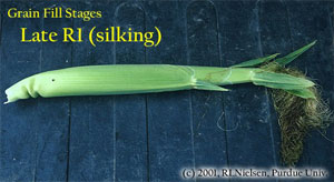 Grain Fill Stages Late R1 (silking)