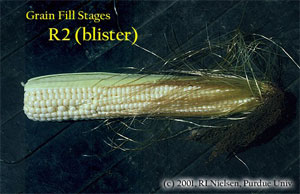 Grain Fill Stages R2 (blister)