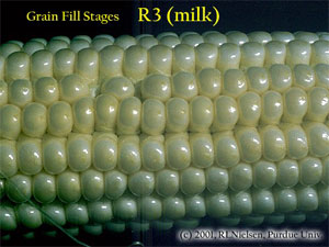Grain Fill Stages R3 (milk)