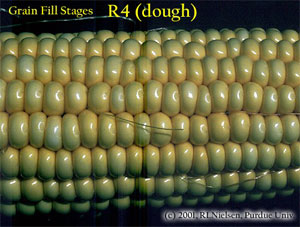 Grain Fill Stages R4 (dough)