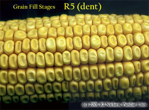 Grain Fill Stages R5 (dent)