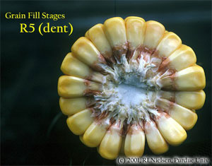 Grain Fill Stages R5 (dent)