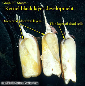 Grain Fill Stages. Kernel black layer development