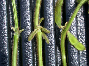 Soybean growth stages R3, R4, and R5