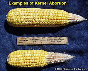 Examples of Kernel Abortion