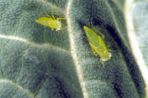 Nymphs of potato leafhopper
