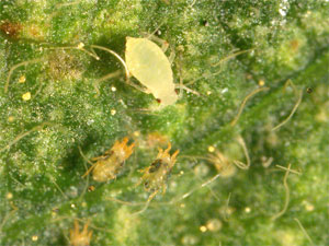 Soybean aphid and spider mites