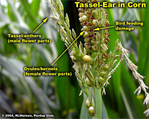 Tassel-Ear in Corn