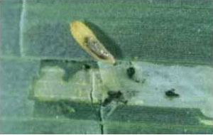 Corn blotch leafminer larva and damage