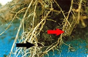 Soybean nodules compared to cysts