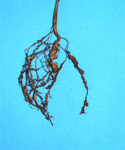 Soybean root system showing svere galling cuased by root knot nematodes