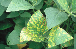 Soybean leaf showing symptoms of SDS