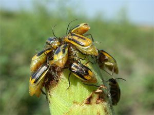 Beetles demolishing silks of late-planted corn