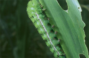 Io caterpillar in corn 
